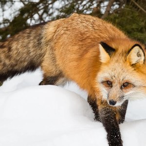 da fox lover