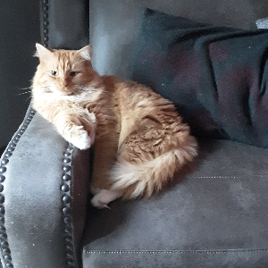 Molli 0