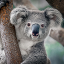 koalata