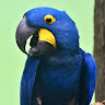 InquilineKea