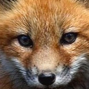 foxcub