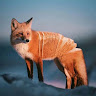 Fox Toast